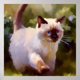 Poster Colorpoint Shorthair Cat