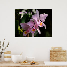 Poster Colors of Colombia Orchid