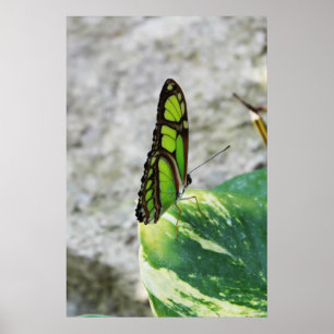 Poster Coloured Glass