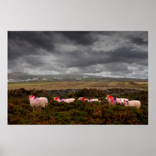 Poster Colourful sheep