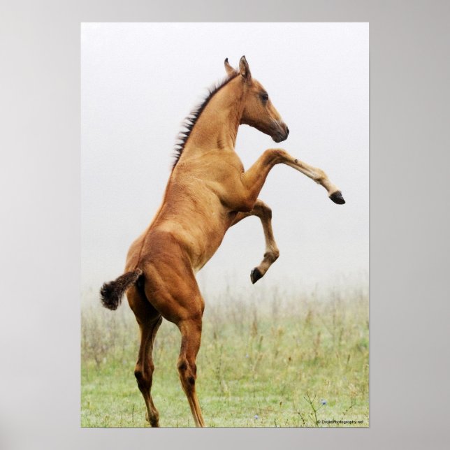 Póster Colt de Criação (Frente)