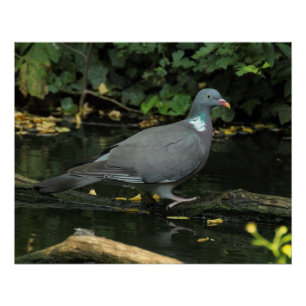 Póster Columba palumbus