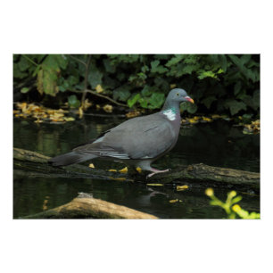 Póster Columba palumbus