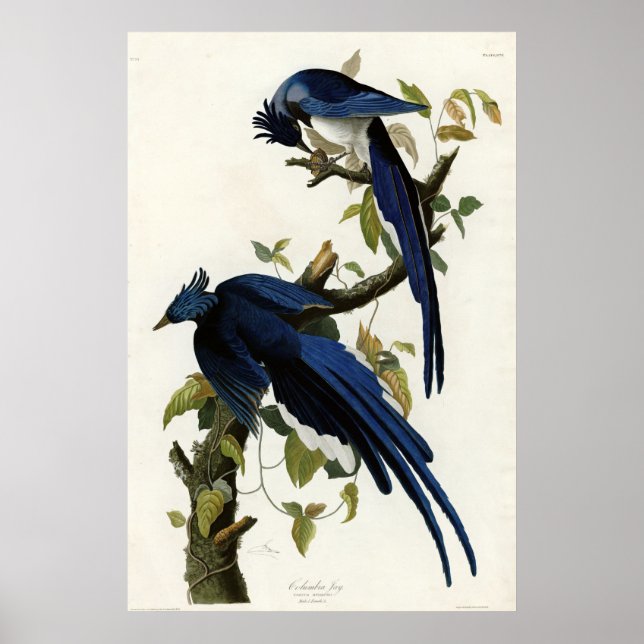 Póster Columbia Jay Birds of America por James Audubon (Frente)