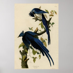 Poster Columbia Jay das Aves da América de Audubon