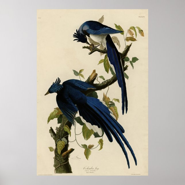 Poster Columbia Jay das Aves da América de Audubon (Frente)