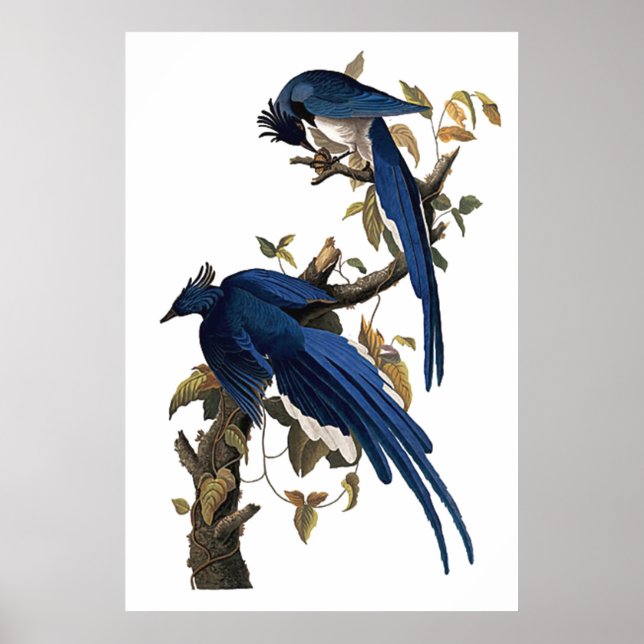 Poster Columbia Jay | John James Audubon (Frente)