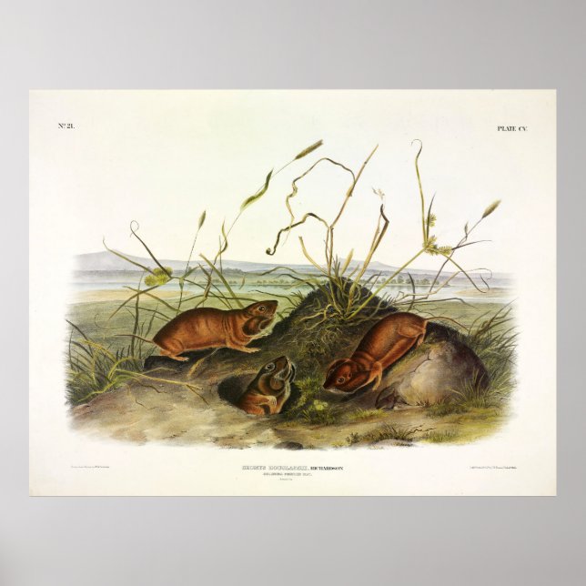 Poster Columbia Pouch-Rat, Norte Pocket Gopher (Frente)