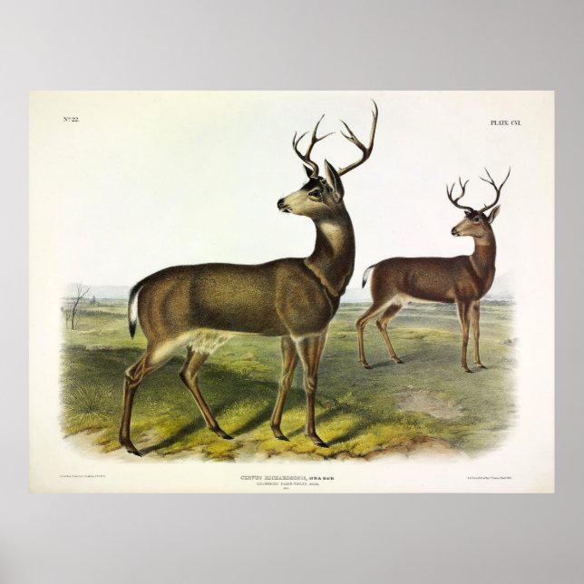 Poster Columbian Black-tail Deer, Blacktail, por Audubon (Frente)