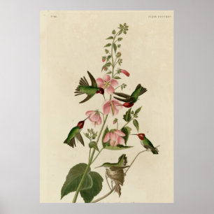 Poster Columbian Hummingbird