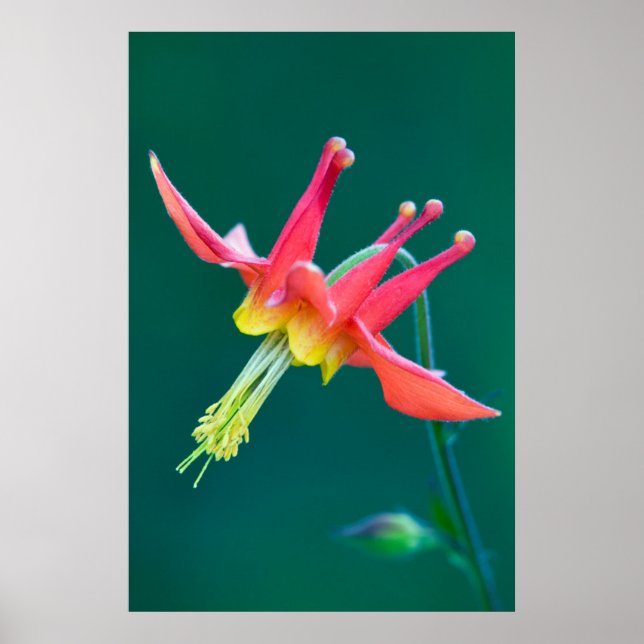 Póster Columbina Vermelha (Frente)