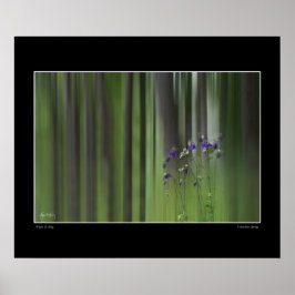 Póster Columbine Primavera