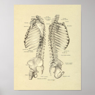 Poster Coluna da coluna vertebral Anatomia dos ossos Impr