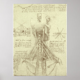Póster Coluna da coluna vertebral da anatomia humana por