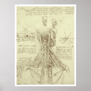 Póster Coluna da coluna vertebral da anatomia humana por