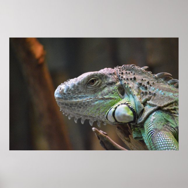 Poster com cabeça de lagarto Iguana colorido (Frente)