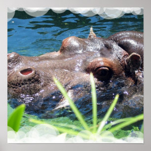Poster com fome do hipopótamo
