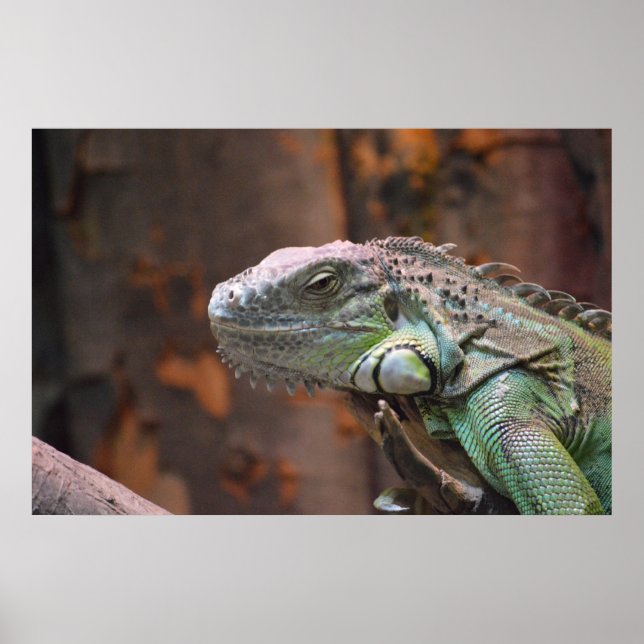 Poster com lagarto Iguana colorido (Frente)