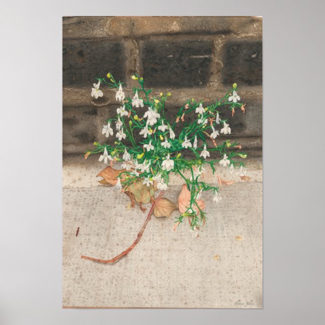 Poster Com Lobelia Black Wall (Frente)