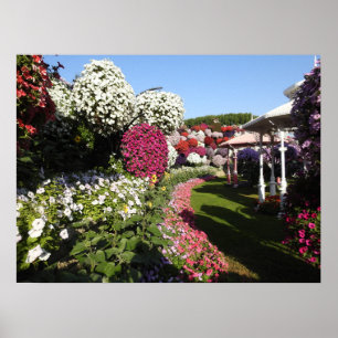 Poster com petúnias coloridas