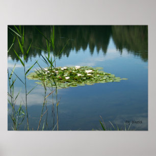 Poster com uma imagem de flores brancas de lótus