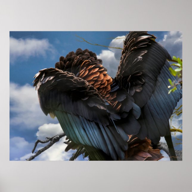 POSTER COMANDANTE BATELEUR EAGLE SKY (Frente)