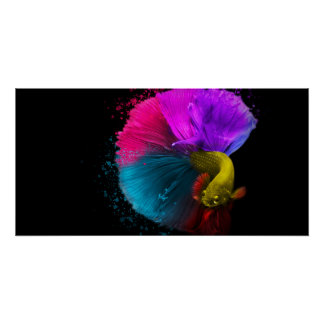 Póster Combat Fish - Poster