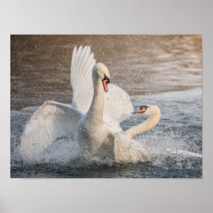 Poster Combatendo os cisnes