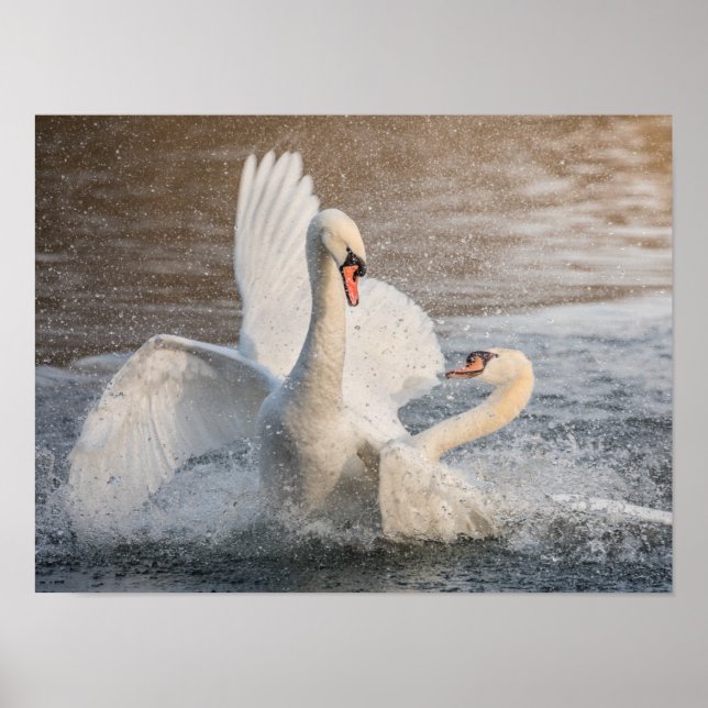 Poster Combatendo os cisnes (Frente)