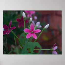 Poster Combretum indicum