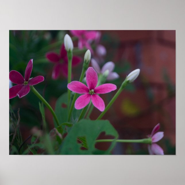 Poster Combretum indicum (Frente)