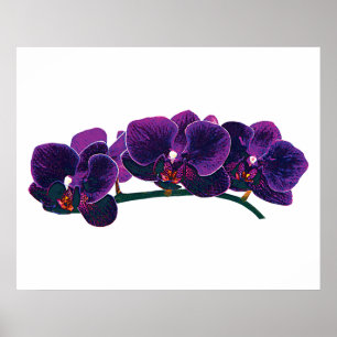 Póster COMEÇAR SOB $20 - orquídeas roxas do Phalaenopsi