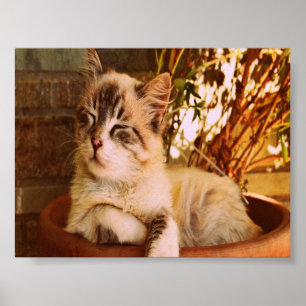 Poster Comfy Sleepy Gatinho