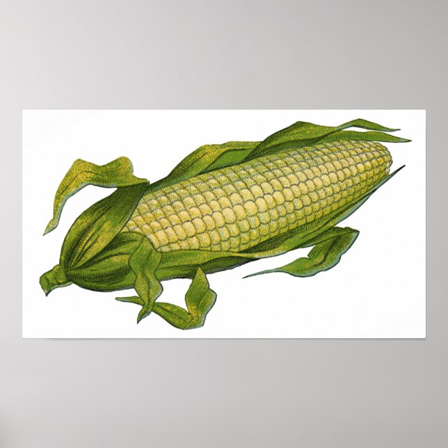 Poster Comida Antiga, Legumes Saudáveis, Milho na Espiga (Frente)
