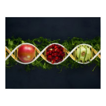 COMIDAS OGM e culturas geneticamente modificadas