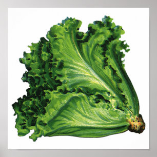 Poster Comidas Vintage, Alface Verde Folha de Produtos Ho