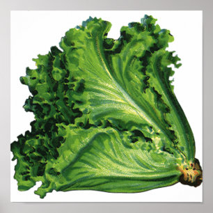 Poster Comidas Vintage, Alface Verde Folha de Produtos Ho