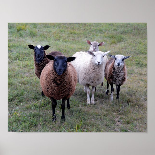Poster Comitê de boas-vindas Vermont Sheep (Frente)