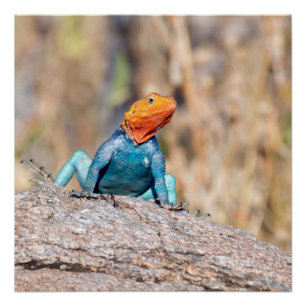Póster Common Agama