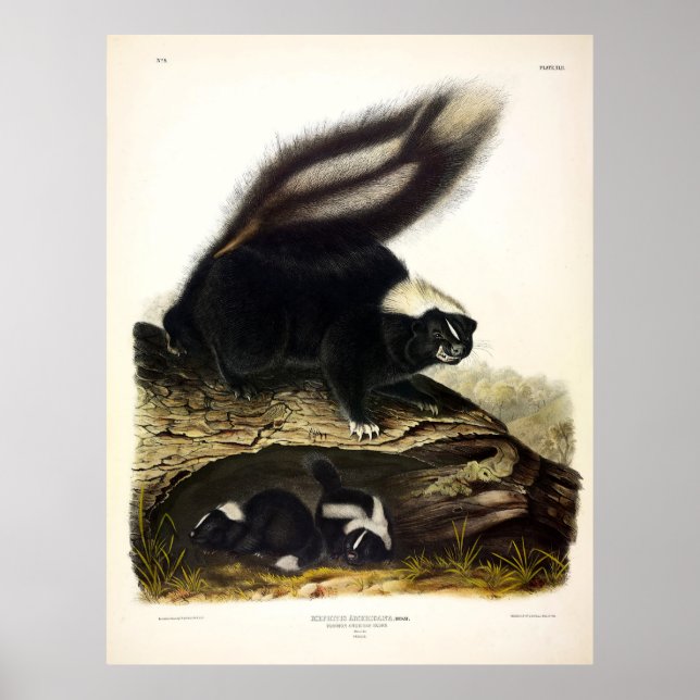 Poster Common American Skunk, Striped Skunk, de Audubon (Frente)