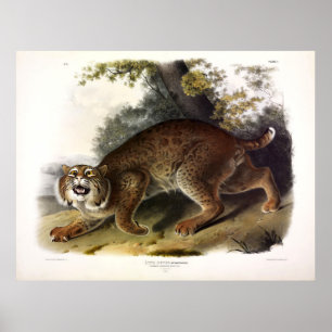 Poster Common American Wild Cat (Bobcat) Audubon