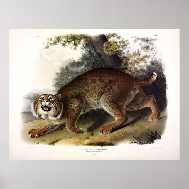 Poster Common American Wild Cat (Bobcat) Audubon (Frente)