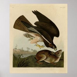 Poster Common Buzzard - das Aves da América de Audubon