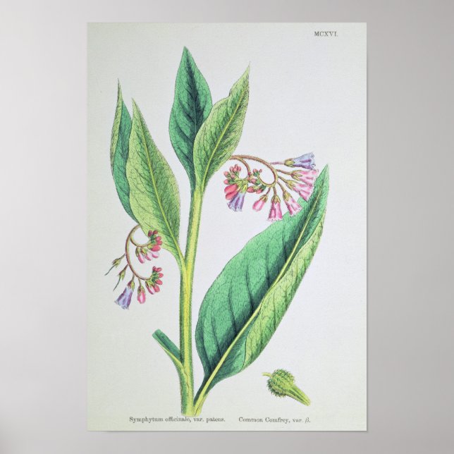 Póster Common Comfrey, placa MCXVI, c.1800 (Frente)