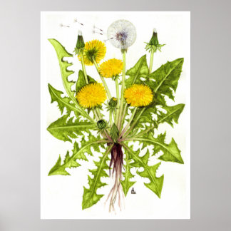 Póster Common Dandelion - Sue Abonyi