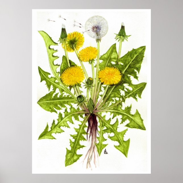 Póster Common Dandelion - Sue Abonyi (Frente)