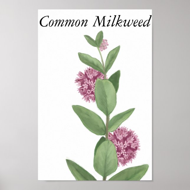 Poster Common Milkweed (Frente)