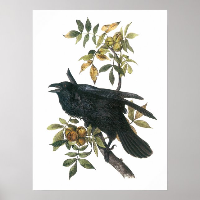 Poster Common Raven por Audubon (Frente)