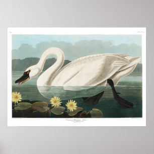 Poster Common Swan Canvas