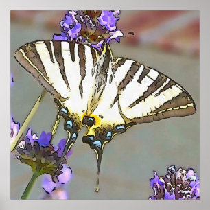 Poster Common Yellow Swallowtail On Lilac Flowers Black O